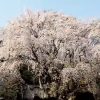 六義園しだれ桜（東京都文京区）地図とアクセス