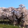 三春滝桜（福島県）の地図（googlemap）とアクセス、開花状況