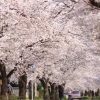 長瀞桜の開花状況は宝登山ライブカメラで確認できるの？