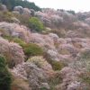 吉野山・中千本の桜、ライブカメラで開花状況