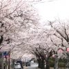 伊豆高原の桜並木！ライブカメラで開花状況を確認してみた