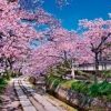 哲学の道・銀閣寺ライブカメラ（京都）で桜の開花情報