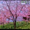 城山歴史公園桜まつり（河津桜）へのアクセス（Googlemap）とメジロ